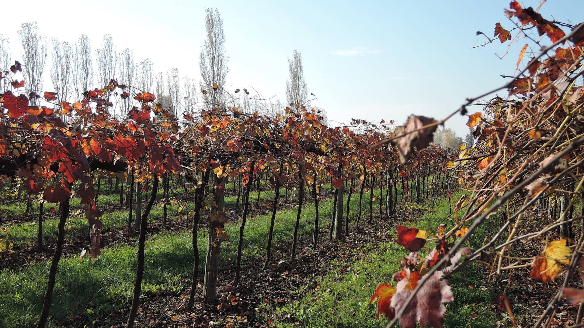 Vinaigre balsamique de Modène : un litige met en danger la dénomination protégée